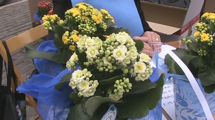 Castel di Sangro, In piazza con i fiori d'azzurro