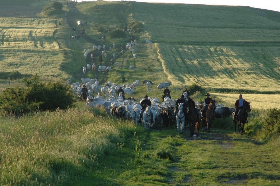 La "Transumanza" imbocca la strada dell'Unesco