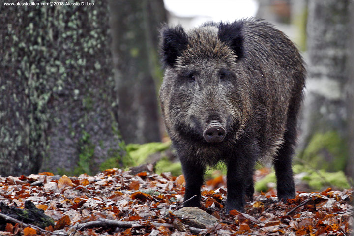 Molise: più importante l'orso bruno o tutelare la caccia al cinghiale?