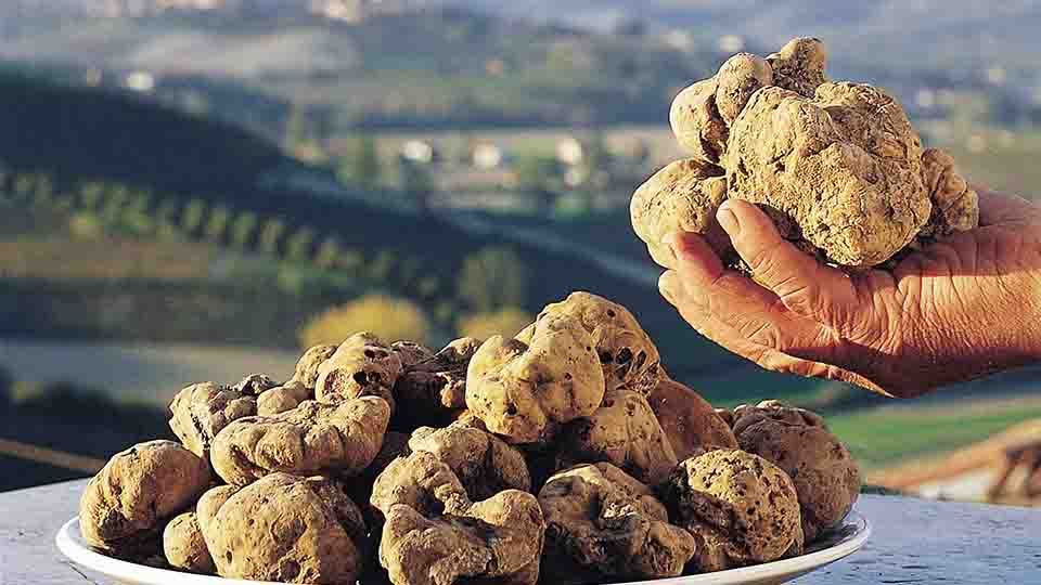 San Pietro Avellana, ressa all'apertura per la raccolta del tartufo bianco. Sanzioni dei Forestali