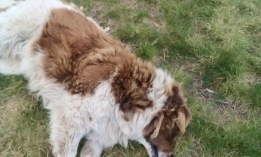 Pnalm, strage di cani: torna l'incubo dei bocconi avvelenati