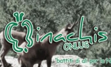 Parco nazionale d'Abruzzo, estate con 'Inachis' sul fronte della natura