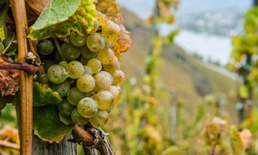 Ais Isernia, seminario sul "Riesling della Mosella: il vino immortale"