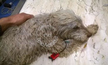 Ateleta, strage di cani da tartufo: 19 avvelenamenti