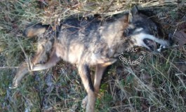 Strage di animali selvatici: i Carabinieri Forestali intensificano i controlli, decine di animali uccisi