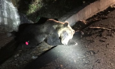 Wwf Abruzzo: "Mortalità di orsi esagerata per colpa dell'uomo"