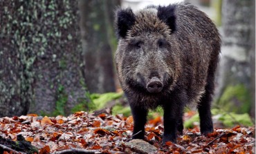 Gestione cinghiale, WWF:" Una sfida da affrontare insieme, le Aree Protette non sono una controparte"