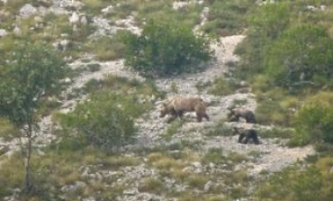 Cuccioli dell'orsa Amarena: la cattura risulta molto difficile, c'è apprensione