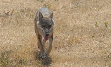 #Soslupo, Wwf: dopo appello dei governatori si apre uno spiraglio