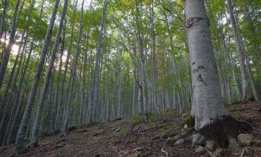 Pnalm, i tecnici delle faggete vetuste si incontrano in Romania