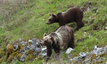 Pescasseroli, convegno sulla biodiversità e la sopravvivenza dell'orso e del lupo