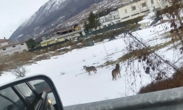 Castel di Sangro, branco di lupi entra in paese