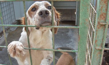 Rocchetta a Volturno, 1000 euro alle associazioni che adottano un cane