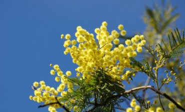 festa 8 marzo, Lombardi: "La donna è la voce di un desiderio divino"