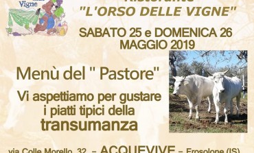 Acquevive di Frosolone capolinea della transumanza d'Italia, sabato tutti a pranzo dall'Orso delle Vigne