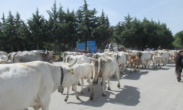 Transumanza 2017, domani la partenza da San Marco in Lamis