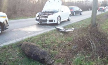 Incidente con cinghiale sulla SS 652, illeso il conducente del camion