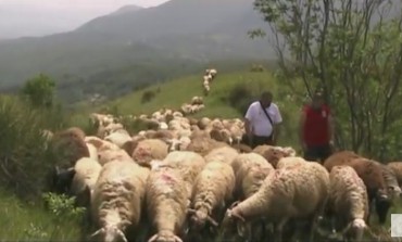 Roccamandolfi, domenica 28 maggio vivi la transumanza con Orizzonti del Matese e la Pecorella Nera