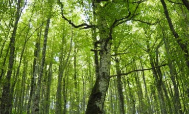 Pnalm, le faggete del Parco sono state riconosciute dall'Unesco