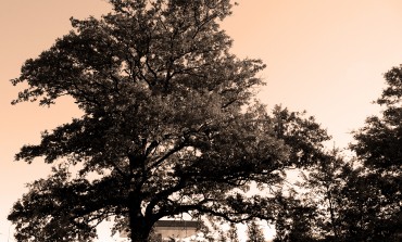 Il senso della vita abbracciando un albero monumentale