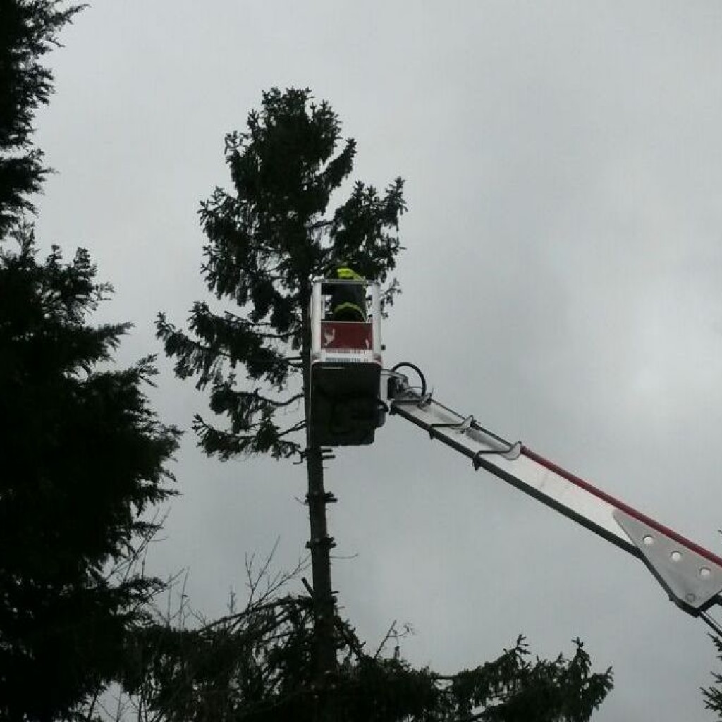 albero3