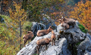 598 i camosci "contati" nel censimento annuale del Parco Nazionale d'Abruzzo, Lazio e Molise
