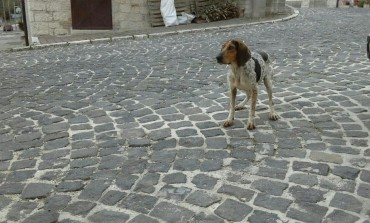 Segugio cerca casa, si trova a Villa San Michele