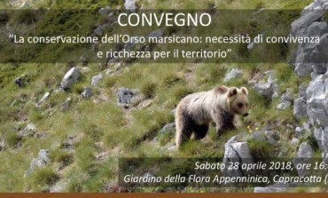 Capracotta, focus sull'orso bruno marsicano al giardino della flora appenninica