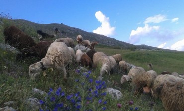 Transumanza dei sapori a Roccamandolfi, seguendo un gregge di 300 pecore