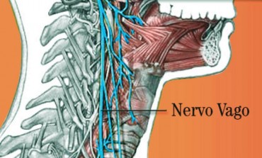 Al Neuromed un modello di ultima generazione per la stimolazione del nervo vago nei pazienti con epilessia farmacoresistente