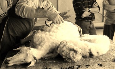 Roccamandolfi, tosatura e pranzo con i pastori sul Matese: apre al pubblico l'azienda agricola 'pecorella nera'