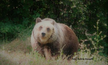 Medicina veterinaria, chirurgia e gestione dell'orso bruno: meeting a Campoli Appennino