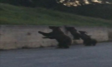 Mamma orsa e tre cuccioli a spasso tra Alto Sangro e Alto Molise (video)