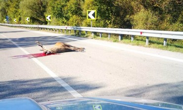 San Pietro Avellana, cervo si schianta contro automobile e muore