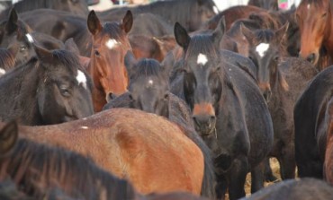 Virus su cavalli, Asl 1 attiva i controlli sulla provincia dell'Aquila