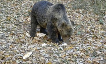 Condannato a risarcire il Pnalm l'uomo che uccise l'orso nel 2014
