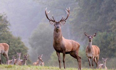 Caccia, perplessità del Wwf: Pnalm affida la gestione dell'area faunistica del cervo ai cacciatori