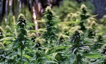 "L'etica della cannabis terapeutica nella sanità moderna", convegno a Campobasso