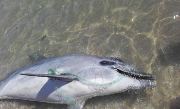 'Plastic free', l'Istituto zooprofilattico di Abruzzo e Molise aderisce all'iniziativa del ministero dell'ambiente