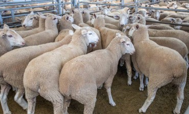 Ruba gregge di pecore a Vastogirardi, identificato e denunciato l'autore