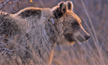 Preservare l'orso marsicano, la S.I.S.F. raccoglie le firme di autorevoli personalità