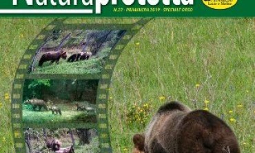 Pnalm, rapporto orso marsicano 2018: popolazione in aumento