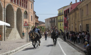 Transumanza d'Italia, i Colantuono riportano la mandria di 300 buoi a Frosolone