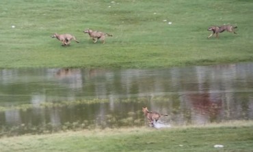Esclusivo - Barrea, lago vivo: 4 lupi giocano e fanno il bagno