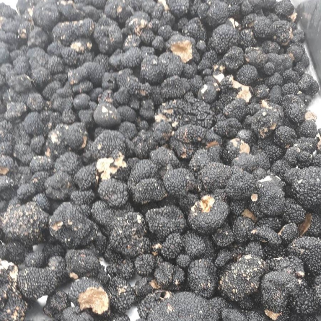 tartufo