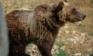 Pescasseroli, muore l'orsa Yoga: era l'icona del centro visite del Parco d'Abruzzo, Lazio e Molise
