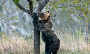 WWF lancia un concorso sull'orso marsicano