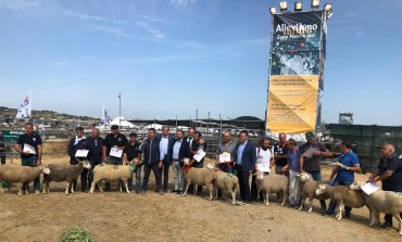 L'azienda della capracottese Giuliana Fiadino vince la mostra della razza ovina "merinizzata" a Matera