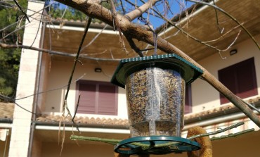 Avifauna in difficoltà per il freddo, ecco come aiutare i nostri amici pennuti