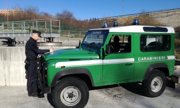 Reati ambientali, Carabinieri Forestali in azione a Carovilli e Agnone